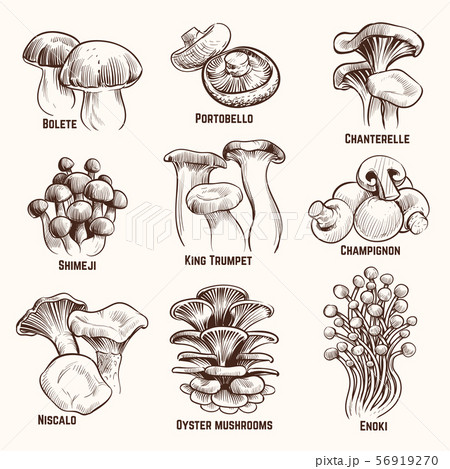 Sketch mushrooms. Autumn edible mushroom healthy food vintage engraved vector illustration Sketch mushrooms. Autumn edible mushroom healthy food vintage engraved vector illustration 56919270