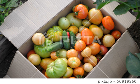 The farmer put in a box vegetables-tomatoes. Organic Crop Of Agricultural Products 56919560
