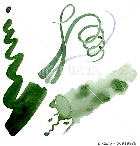 Albuca canadensis floral botanical flowers. Watercolor background set. Isolated albuca illustration 56919839