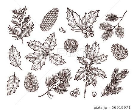 Christmas plants. Sketch fir branches, pine cones and holly leaves with berries. Christmas winter 56919971