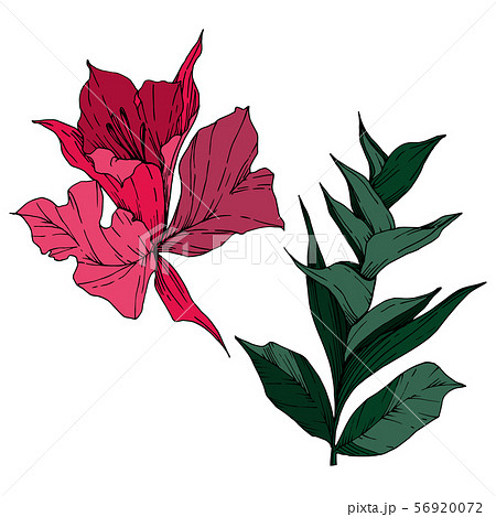 Vector Tropical flowers and leaves isolated. Black and white engraved ink art. Isolated plant 56920072