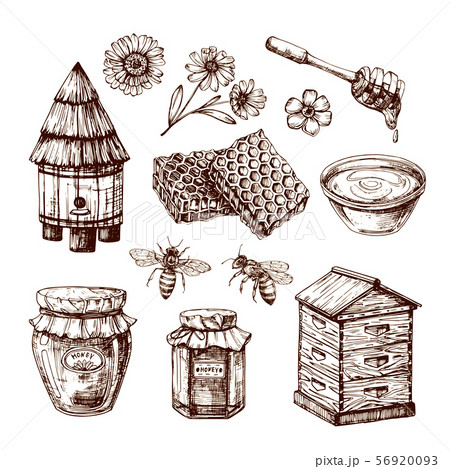 Honey sketch. Bee and honeyed flower, honeycomb and hive. Hand drawn vintage vector isolated set 56920093