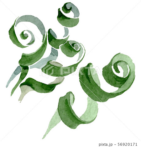 Albuca canadensis floral botanical flowers. Watercolor background set. Isolated albuca illustration 56920171