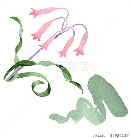 Albuca canadensis floral botanical flowers. Watercolor background set. Isolated albuca illustration 56920187