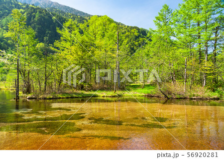 《長野県》新緑の上高地・田代池 56920281