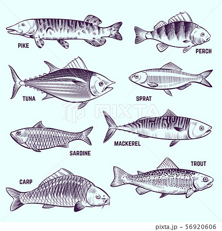 Hand drawn fishes. Restaurant menu seafood, salmon, tuna and mackerel sketch vector isolated 56920606