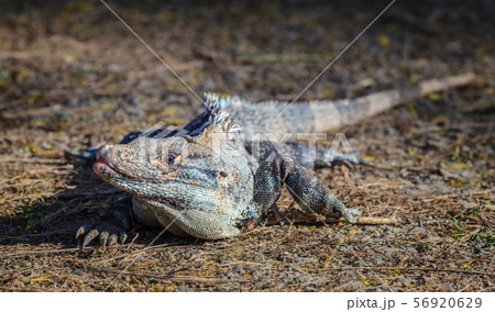 Black iguana in Costa Rica 56920629