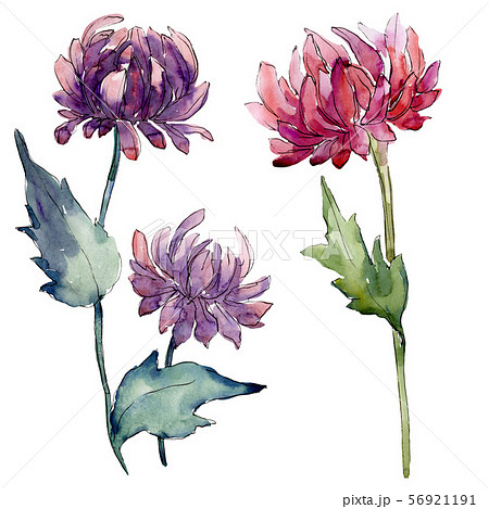 Aster Floral Botanical Flowers Watercolor のイラスト素材