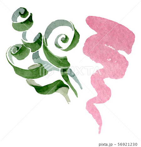 Albuca canadensis floral botanical flowers. Watercolor background set. Isolated albuca illustration 56921230