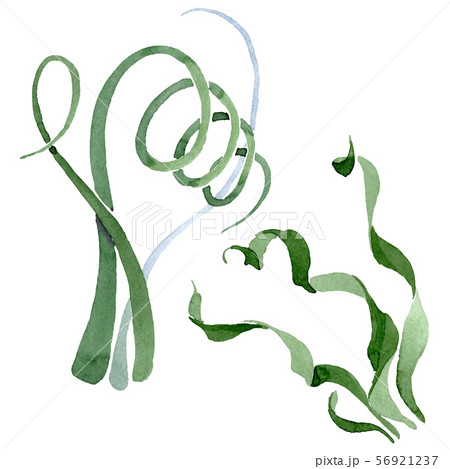 Albuca canadensis floral botanical flowers. Watercolor background set. Isolated albuca illustration 56921237