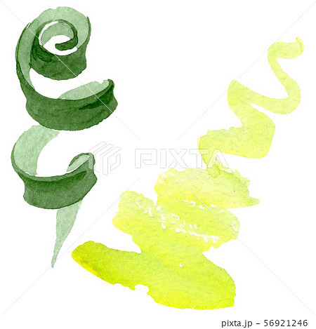 Albuca canadensis floral botanical flowers. Watercolor background set. Isolated albuca illustration 56921246