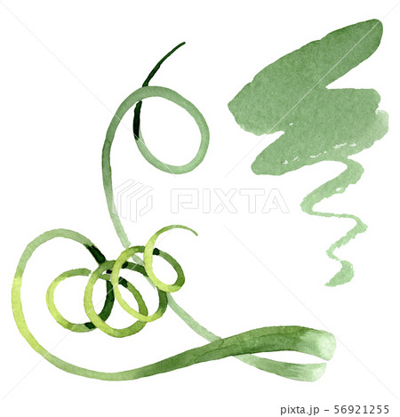 Albuca canadensis floral botanical flowers. Watercolor background set. Isolated albuca illustration 56921255