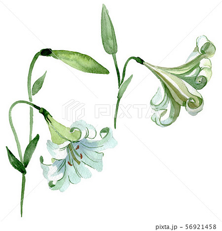 White lily floral botanical flowers. Watercolor background illustration set. Isolated lilia 56921458