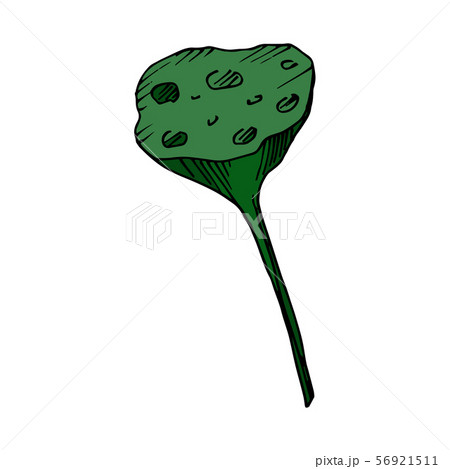 Vector Lotus floral botanical flowers. Black and white engraved ink art. Isolated lotus illustration 56921511