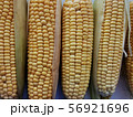 Farm corn on the cob. Fresh crop. Close-up photo 56921696