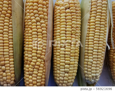 Farm corn on the cob. Fresh crop. Close-up photo 56921696