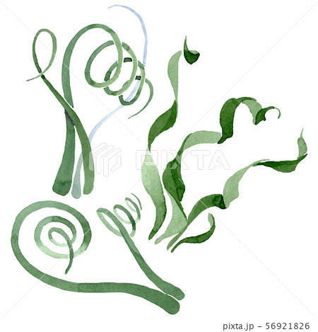 Albuca canadensis floral botanical flowers. Watercolor background set. Isolated albuca illustration Albuca canadensis floral botanical flowers. Watercolor background set. Isolated albuca illustration 56921826