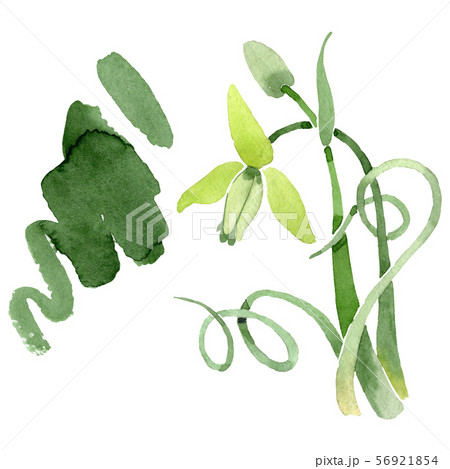 Albuca canadensis floral botanical flowers. Watercolor background set. Isolated albuca illustration Albuca canadensis floral botanical flowers. Watercolor background set. Isolated albuca illustration 56921854