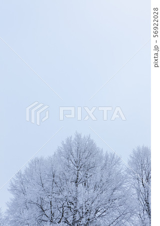 Tree top covered in snow 56922028