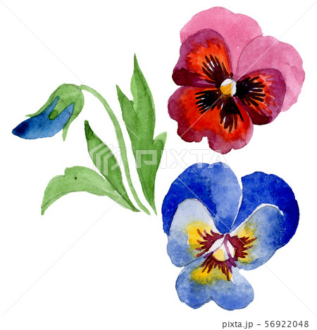 Ornament with viola floral botanical flowers. Watercolor background set. Isolated violas 56922048