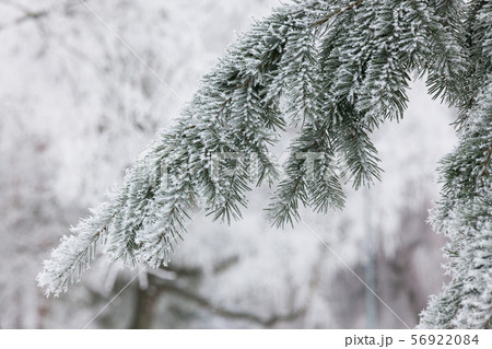 Tree branches covered in hoarforst snow 56922084