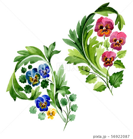Ornament with viola floral botanical flowers. Watercolor background set. Isolated violas Ornament with viola floral botanical flowers. Watercolor background set. Isolated violas 56922087