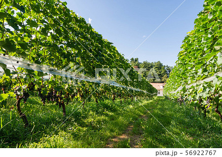 安曇野のワイン葡萄畑 56922767