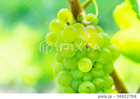 シャルドネ 56922768