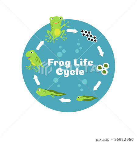 adult frog clipart