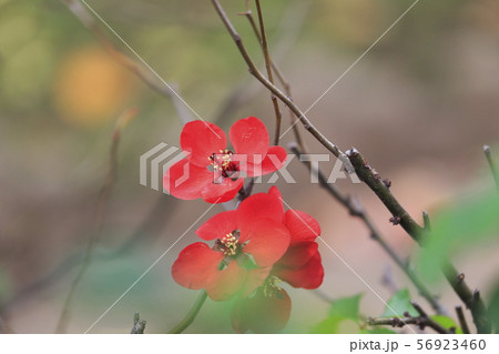 かん7ボケの花(寒木瓜) かん7ボケの花(寒木瓜) 56923460