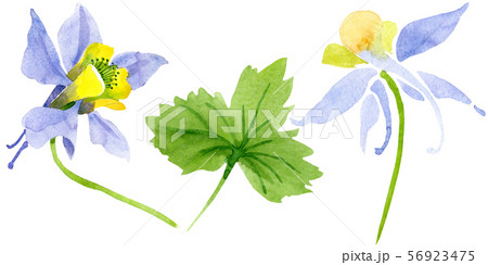 Blue yellow brugmansia floral botanical flowers. Watercolor background set. Isolated brugmansia 56923475