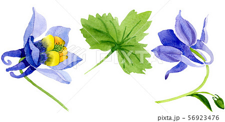 Blue yellow brugmansia floral botanical flowers. Watercolor background set. Isolated brugmansia 56923476