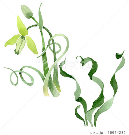 Albuca canadensis floral botanical flowers. Watercolor background set. Isolated albuca illustration 56924282