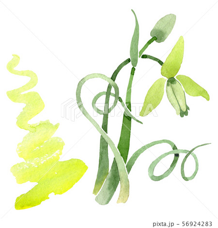 Albuca canadensis floral botanical flowers. Watercolor background set. Isolated albuca illustration 56924283