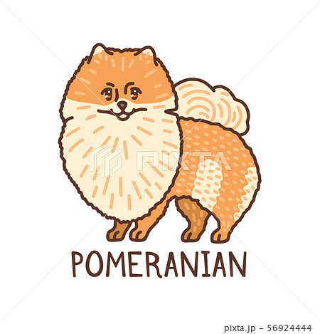 Isolated Pomeranian in Hand Drawn Doodle Style Isolated Pomeranian in Hand Drawn Doodle Style 56924444