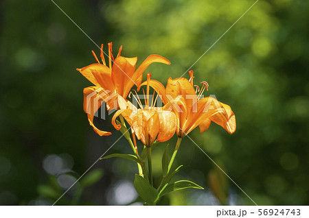 ゆり園のユリの花 ゆり園のユリの花 56924743