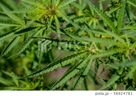 bushes hemp plant. Bushes of the cannabis plant bushes hemp plant. Bushes of the cannabis plant 56924781