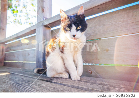 Arrogant short-haired domestic beautiful tabby cat Arrogant short-haired domestic beautiful tabby cat 56925802