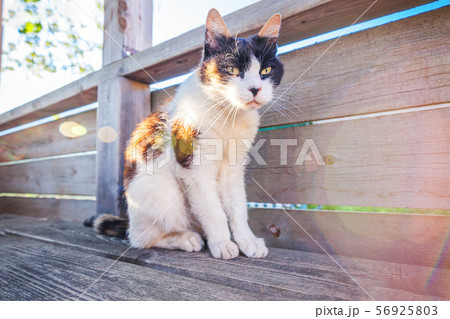 Arrogant short-haired domestic beautiful tabby cat Arrogant short-haired domestic beautiful tabby cat 56925803