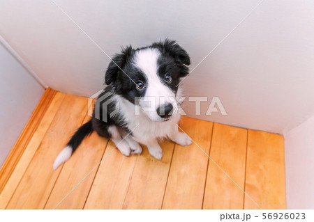 Funny portrait of cute smilling puppy dog border Funny portrait of cute smilling puppy dog border 56926023