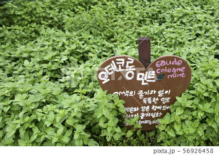 健康 植物園 56926458