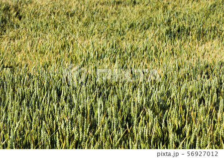 natural green ears of wheat 56927012