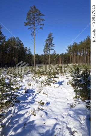 planting new pine trees planting new pine trees 56927015