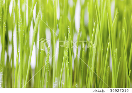 close-up of young green grass close-up of young green grass 56927016