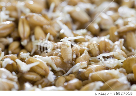 young sprouted wheat and fungus young sprouted wheat and fungus 56927019