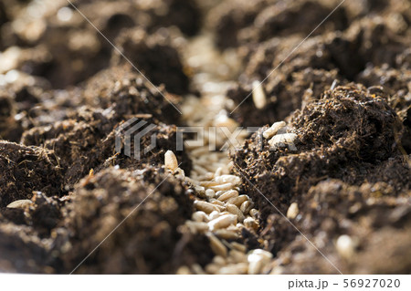wheat grain wheat grain 56927020