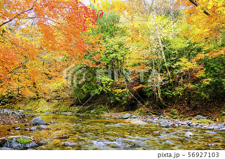 紅葉の渓流１ 56927103