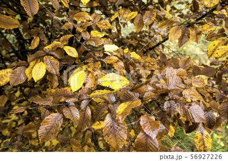 old fallen leaves old fallen leaves 56927226