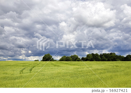 summer landscape with green cereals summer landscape with green cereals 56927421