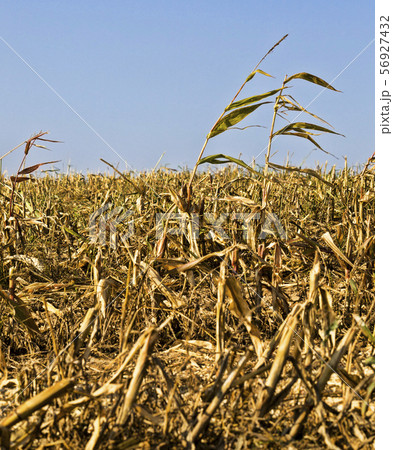 corn and ripe cob 56927432